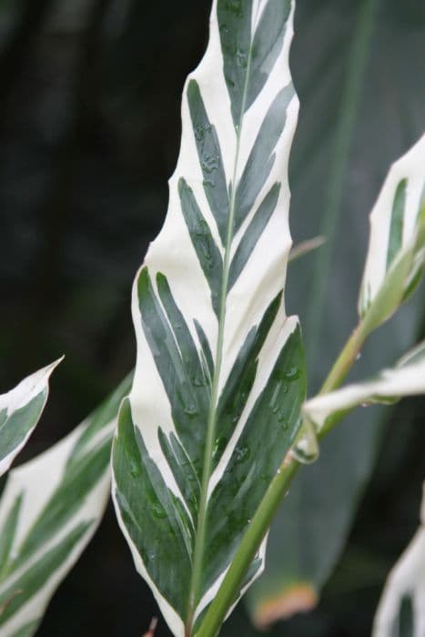 variegated ginger