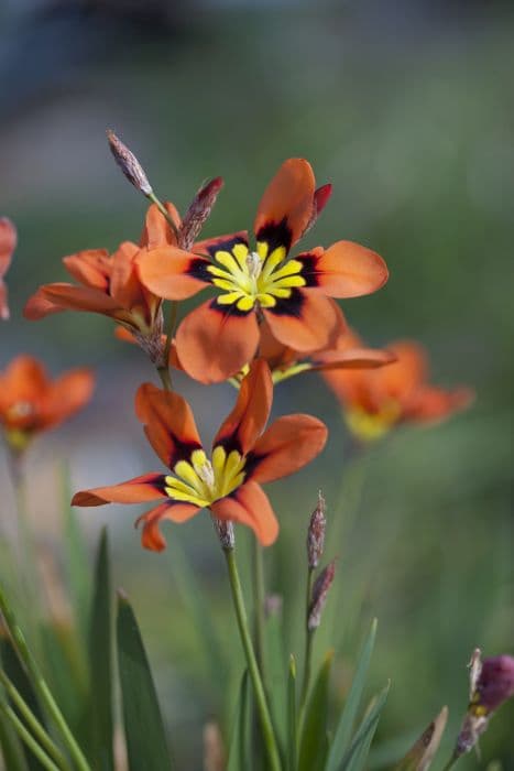 harlequin flower