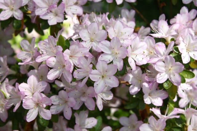 Rhododendron 'Irohayama'