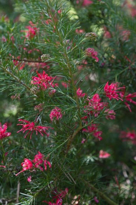 spider flower 'Canberra Gem'