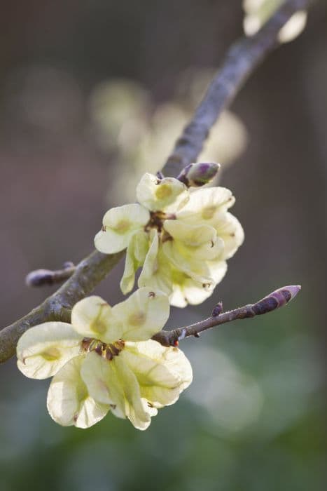 Camperdown elm 'Lutescens'