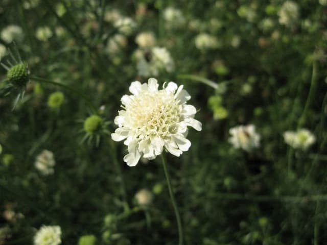 Pale yellow scabious