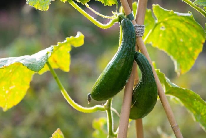 cucumber (ridge) 'Passandra'