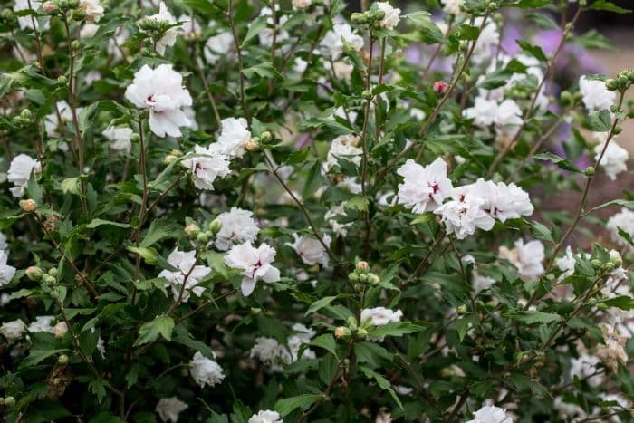 rose of Sharon [French Cabaret]