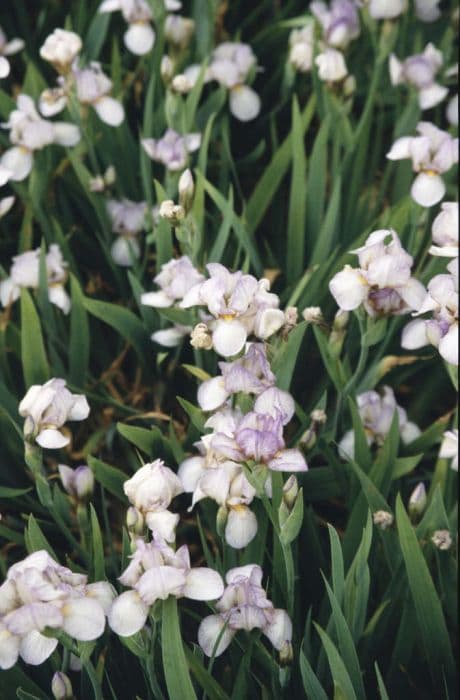 iris 'Carolyn Rose'