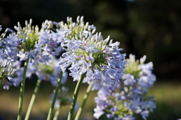 African lily 'Hoyland Blue'