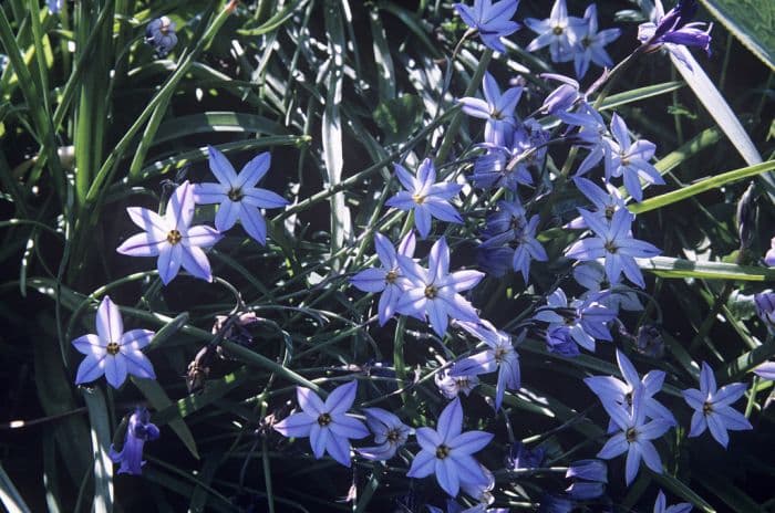 spring starflower