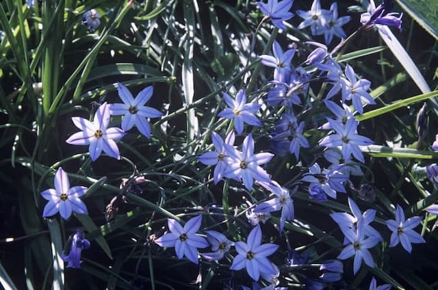 Spring starflower