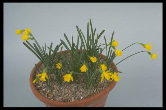 pygmy daffodil