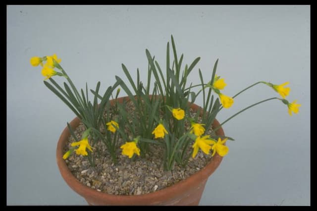 Pygmy daffodil