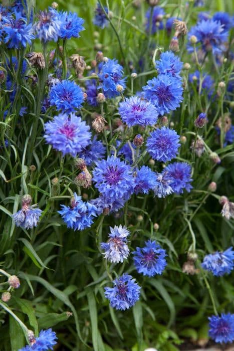 cornflower 'Dwarf Blue Midget'