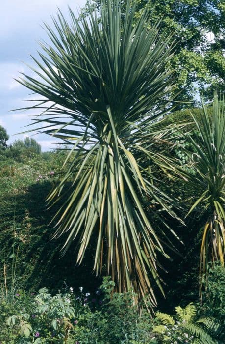 cabbage palm