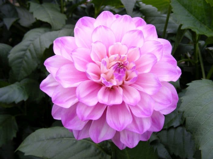 dahlia 'Blue Wish'