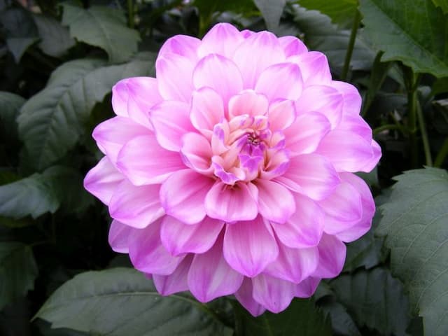 Dahlia 'Blue Wish'