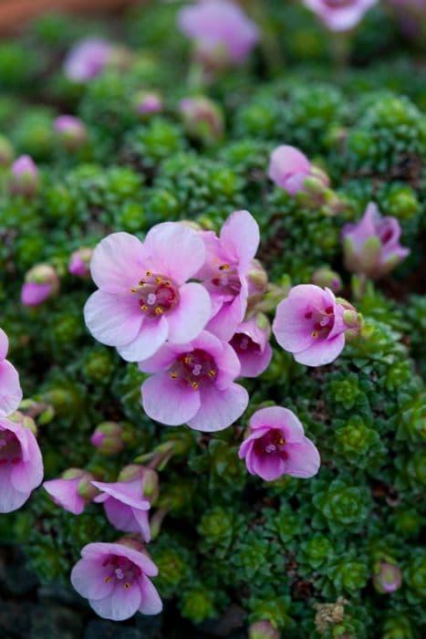 saxifrage 'Beatrix Stanley'