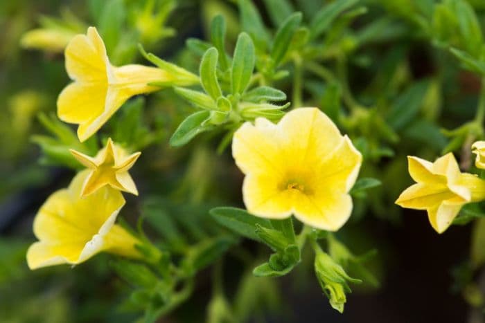 calibrachoa [Million Bells Trailing Yellow]