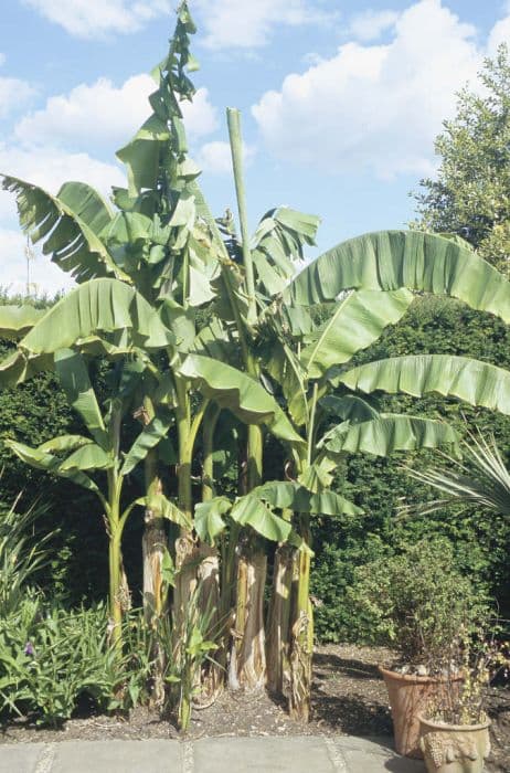 Japanese banana