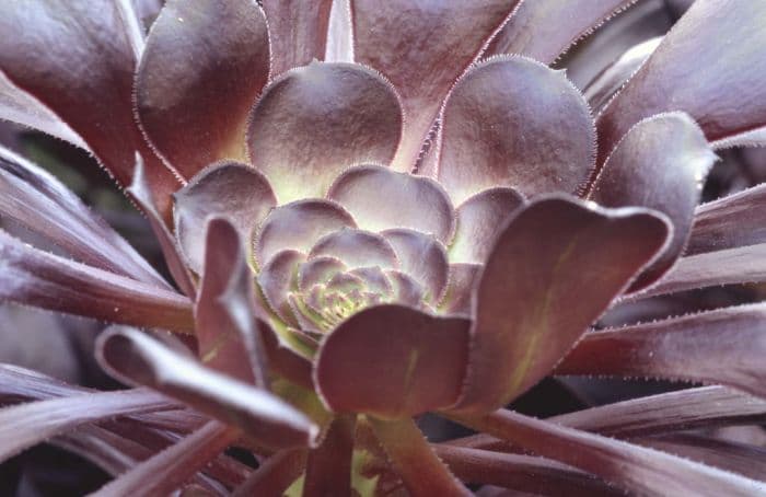 aeonium 'Zwartkop'