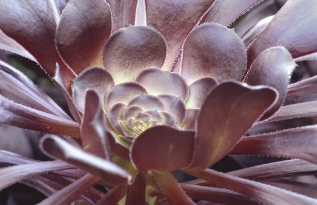 Aeonium 'Zwartkop'