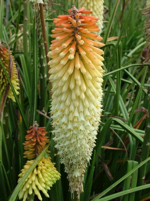 red-hot poker 'Cobra'