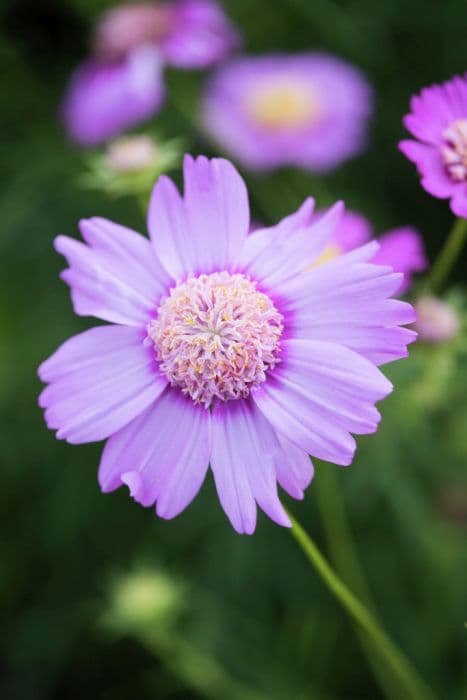 cosmea 'Pink Popsocks'