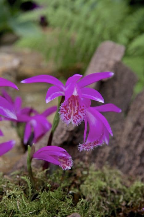 pleione Tongariro gx