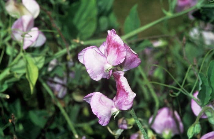 sweet pea 'Solway Minuet'