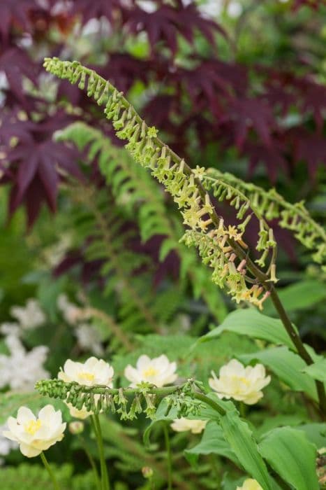 Henry's false Solomon's seal