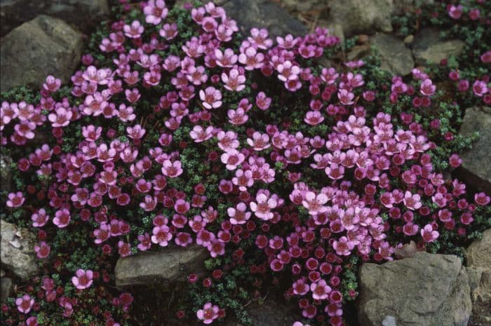 purple mountain saxifrage 'Splendens'