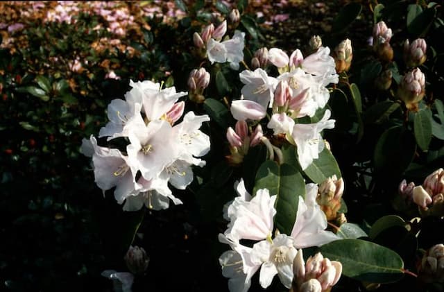 Rhododendron 'Gartendirektor Rieger'