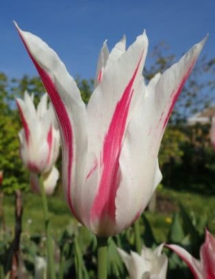 Tulip 'Marilyn'