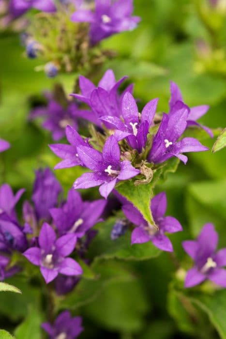 clustered bellflower 'Joan Elliott'