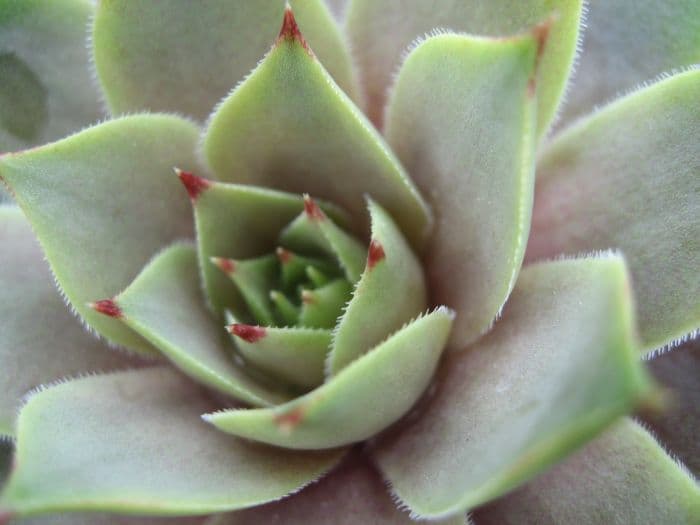 houseleek 'Lilac Time'