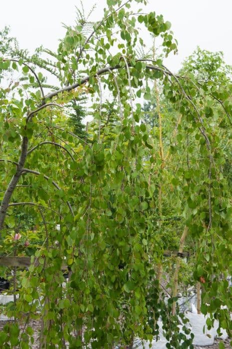 pendulous katsura 'Amazing Grace'