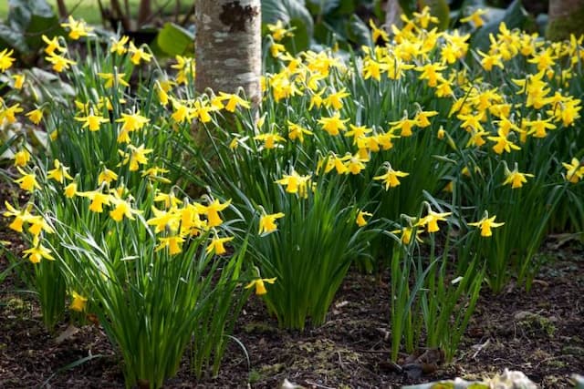 Daffodil 'February Gold'