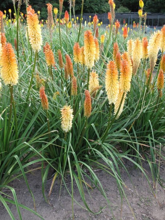 red-hot poker 'Barton Fever'