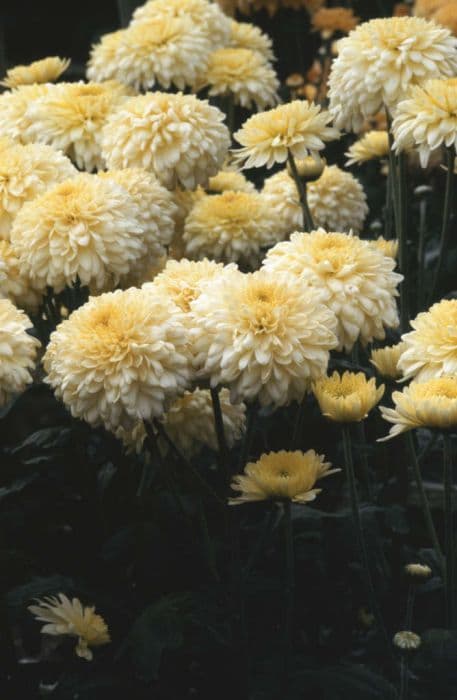 Chrysanthemum 'Cream Margaret'