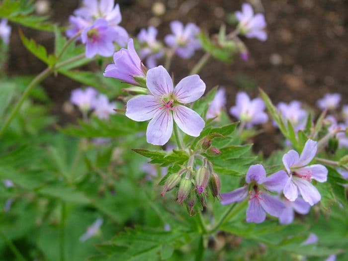 cranesbill 'Prelude'