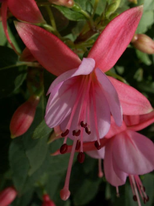 fuchsia 'Rose Fantasia'