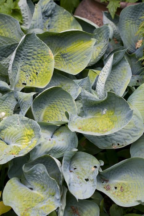 plantain lily 'Abiqua Drinking Gourd'