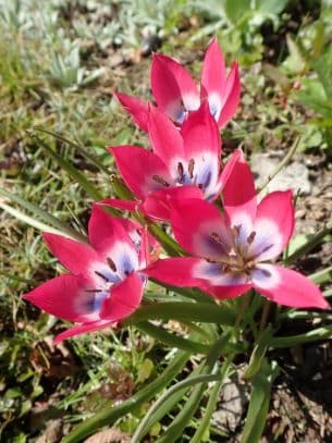 tulip 'Little Beauty'