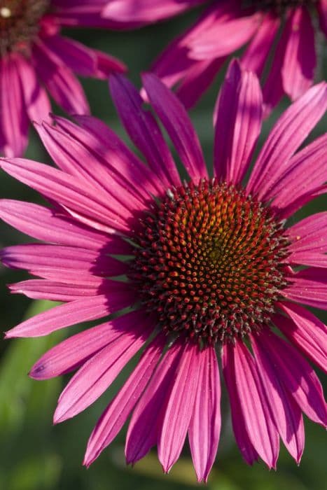 purple coneflower 'Fatal Attraction'