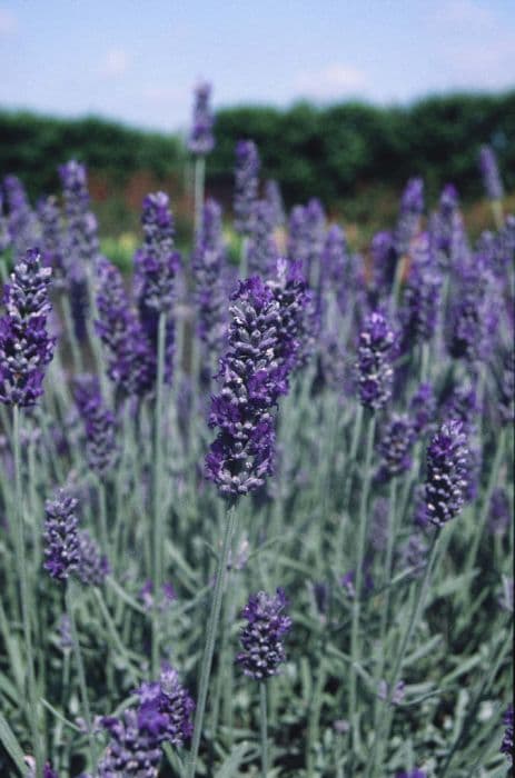 lavender 'Richard Gray'