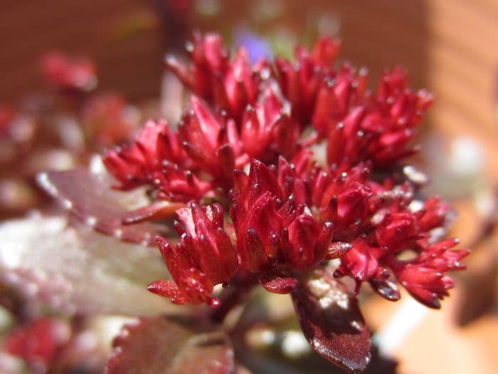 crimson stonecrop 'Fuldaglut'