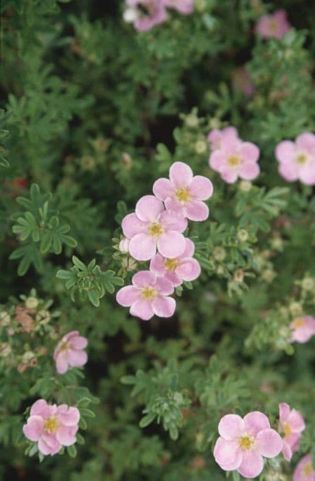 shrubby cinquefoil 'Pink Beauty'