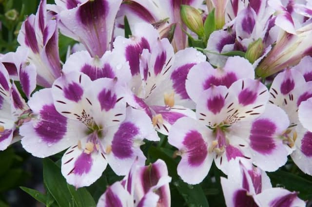 Peruvian lily [Inticancha Passion]