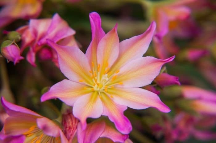 Tweedy's Lewisia 'Rosea'