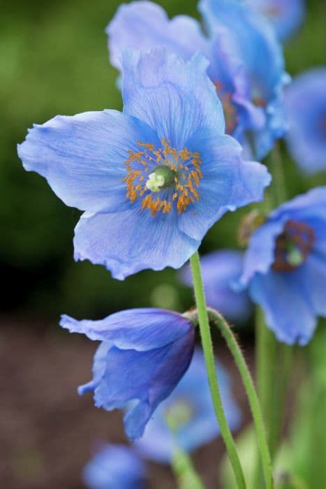 Himalayan blue poppy 'Crewdson Hybrid'