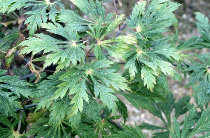 downy Japanese maple 'Aconitifolium'