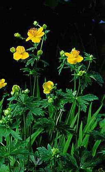 globeflower 'Golden Queen'